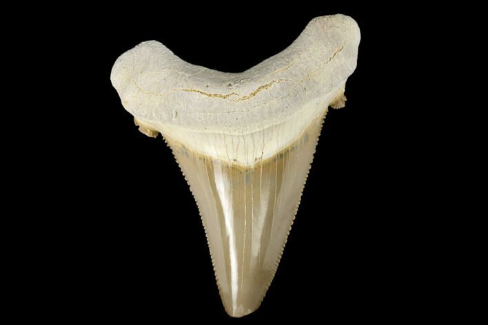 Serrated, Fossil Auriculatus Tooth - Tuzbair, Kazakhstan #173787